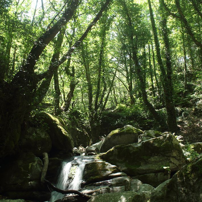 KAZ DAĞLARI’NI YAKINDAN TANIYIN