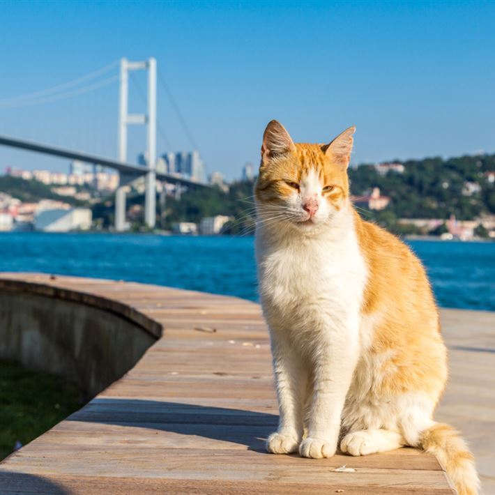 GEÇMİŞTEN GÜNÜMÜZE İSTANBUL'UN VE İSTANBULLULARIN KEDİ SEVGİSİ HAKKINDA 5 BİLGİ